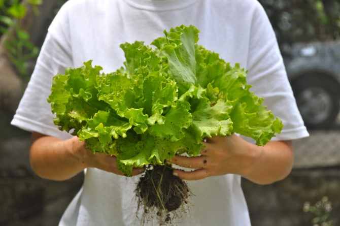 Local Lettuce Barbados