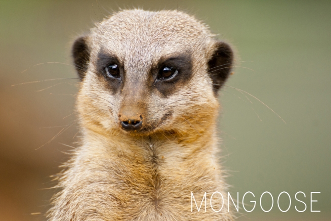 Living Wild: The Mongoose | Barbados animals