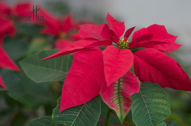 Poinsettia in Barbados