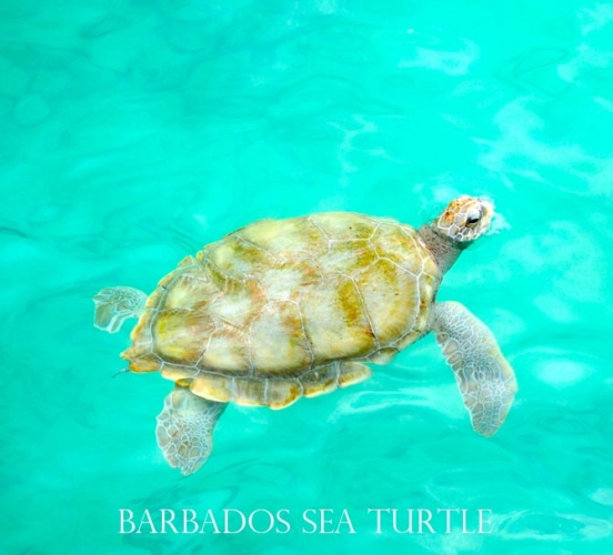 Barbados Sea Turtle