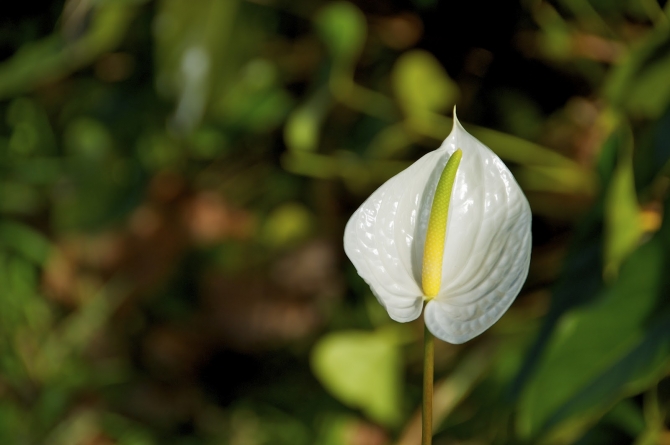 White Anthurium Flower