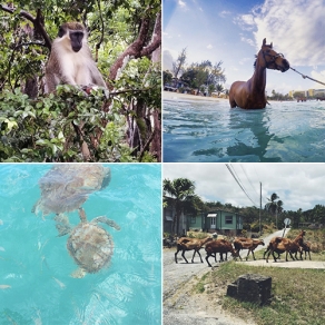 Wild life in Barbados