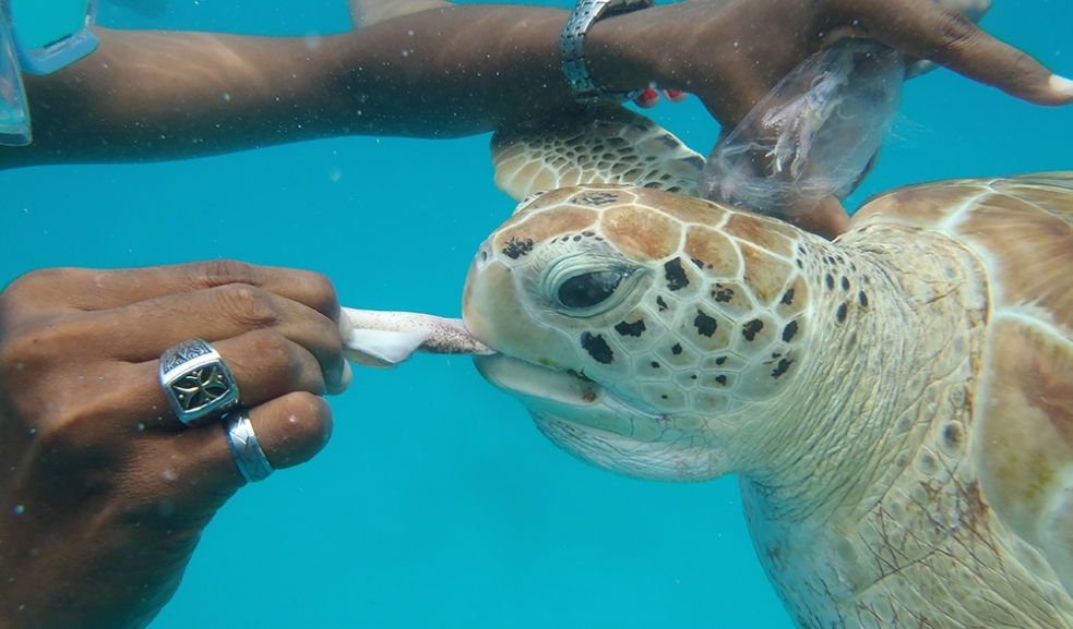 Feeding the turtles in Barbados 