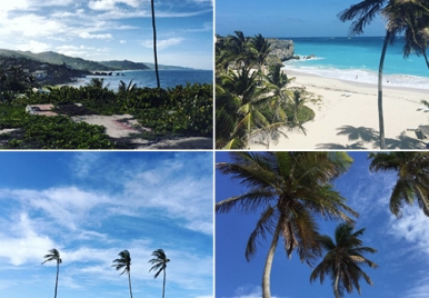 Coconut trees| Barbados 