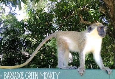 Green Monkey Barbados