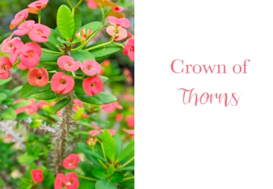 Crown of Thorns Barbados