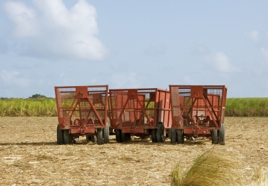 Carts parked and waiting to be filled with sugar cane