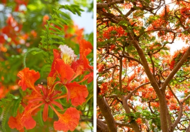 Flamboyant Tree Barbados