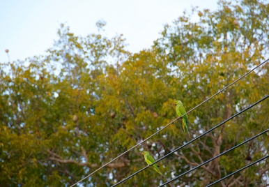 Green Parrot or Rose-Ringed Parakeets in Barbados