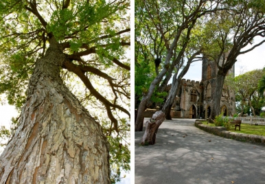 Mahogany Trees Barbados