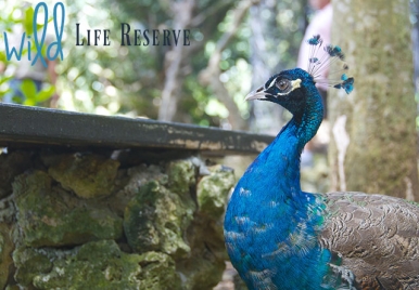 Peacocks at Wildlife Reserve Barbados
