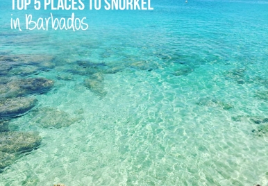Top 5 Places to Snorkel in Barbados