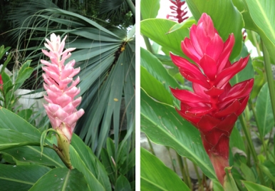 Red and Pink Ginger Lily Flowers Barbados