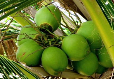 Coconuts Barbados