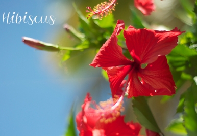 Barbados Blooms: The Hibiscus