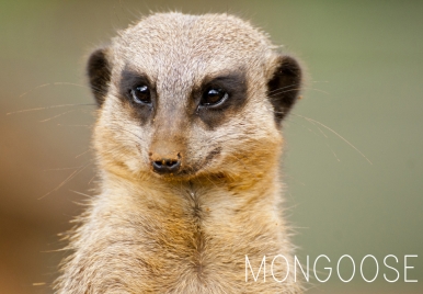Living Wild: The Mongoose | Barbados animals